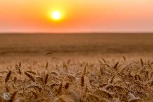 Chemin des Dames - Champs de blé - Cerny-en-Laonnois